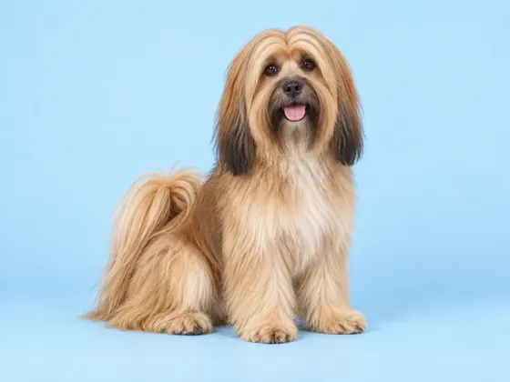 Lhasa Apso