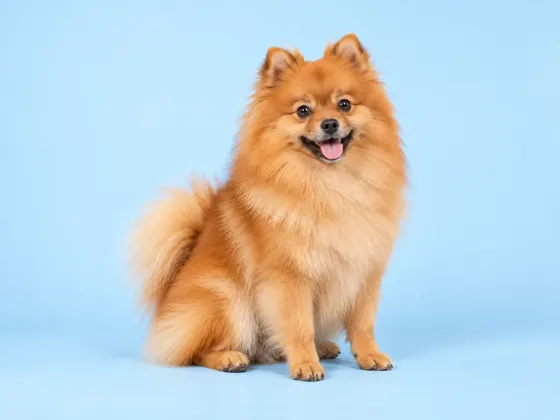 Spitz Alemão · Lulu