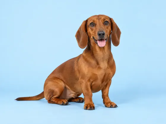 Dachshund