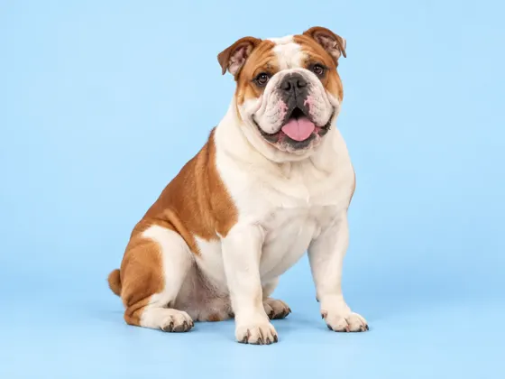 Bulldog Inglês