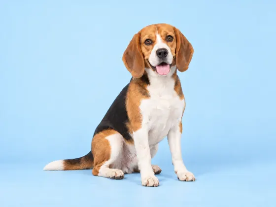 Beagle