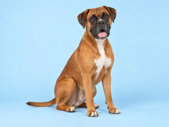 Boxer