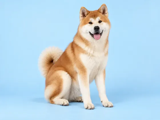 Akita