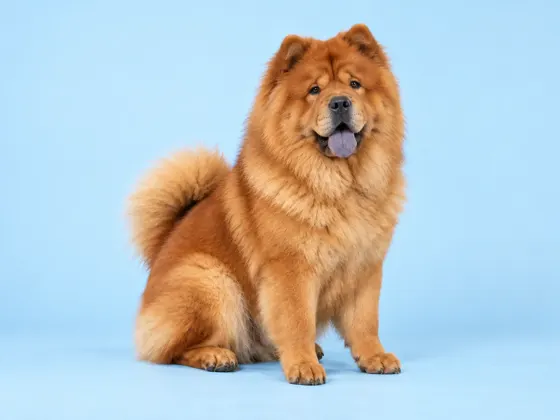 Chow Chow
