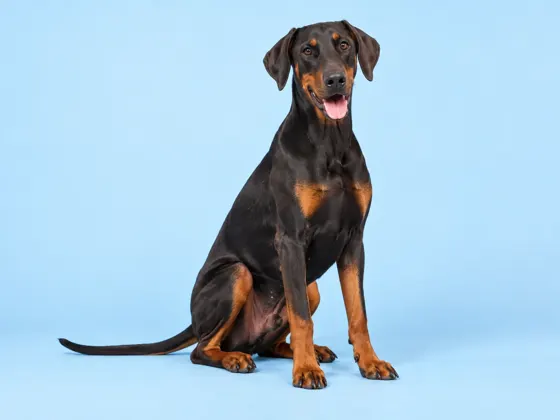 Dobermann